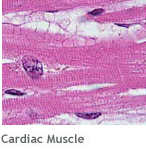 Regenerative Medicine: Cardiac muscle tissue