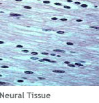 Regenerative Medicine: Neural tissue
